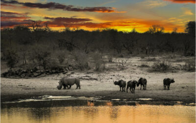 Water monitoring for rhino conservation